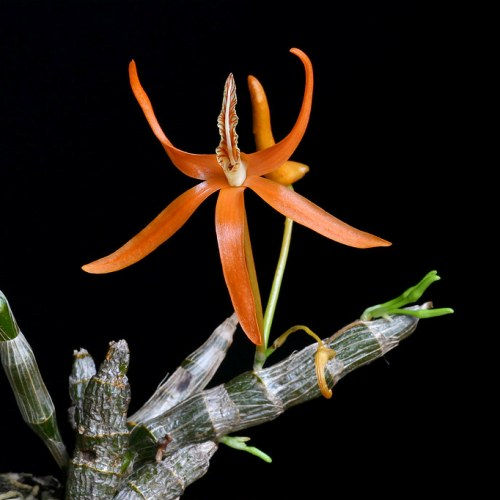 Dendrobium Lamyaiae Care Key | Guna Orchids